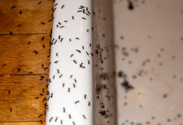 Best Ant Control Services  in Lincolnwood, IL