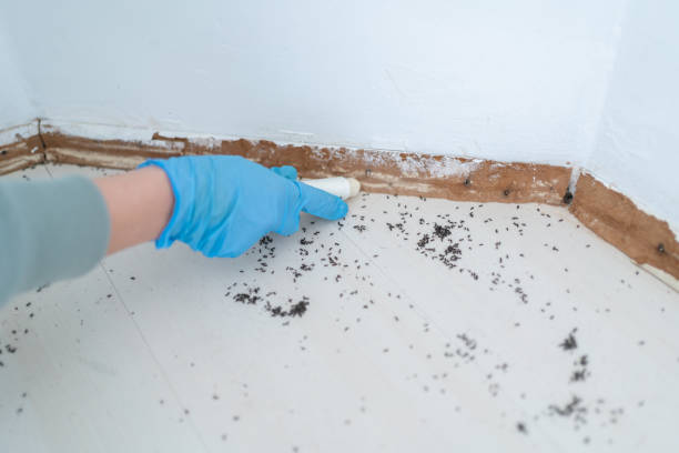 Best Bed Bug Extermination  in Lincolnwood, IL